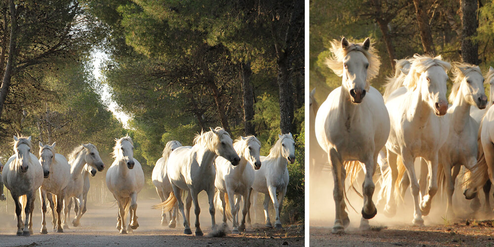Photo workshop Camargue horses