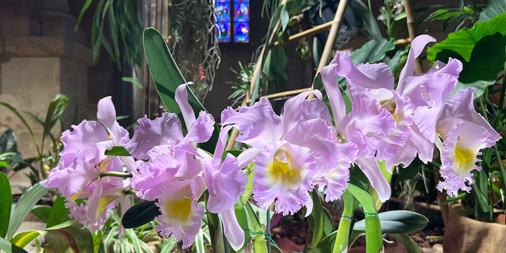 Orchid